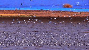 姚瑞倫-鳥兒聚集號(hào)-13701912019.JPG