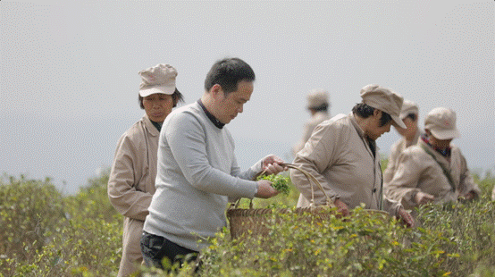 新鮮白茶原來可以當下就喝