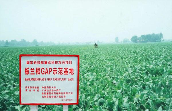 廣藥集團(tuán)板藍(lán)根帶動(dòng)產(chǎn)業(yè)幫扶新趨勢