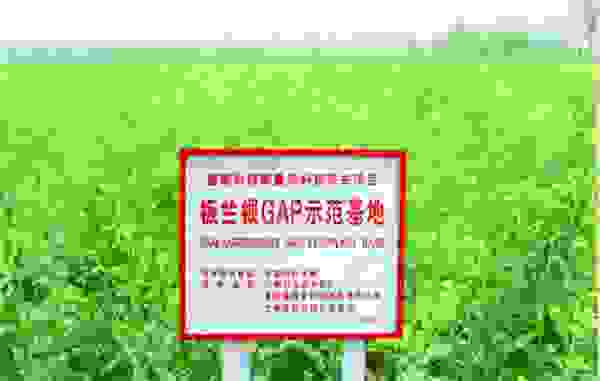 “國家脫貧攻堅先進集體” 廣藥集團帶動板藍根產業幫扶新趨勢