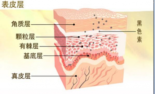 建設(shè)“人體的第一道抗氧化防線”！PUROL核心成分強勢抑黑