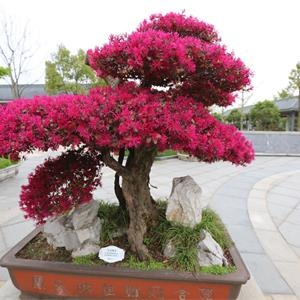 松鶴園文化之盆景文化