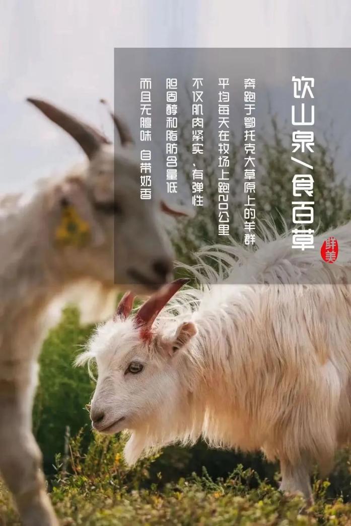 中國十大好吃的羊肉品種——為何阿爾巴斯山羊肉居于首位