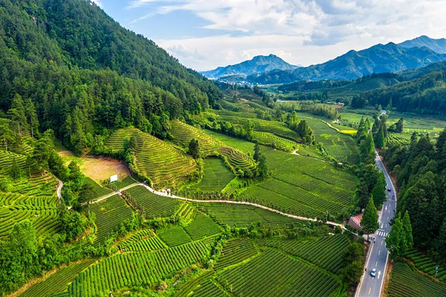 致敬盛贊的東方至味！山峰一號茶業“物華天寶”系列新品發布